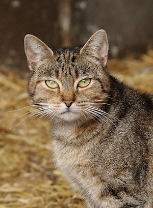Samcat