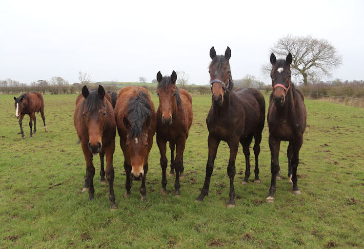 Yearlings at Mick & David Easterby Racing